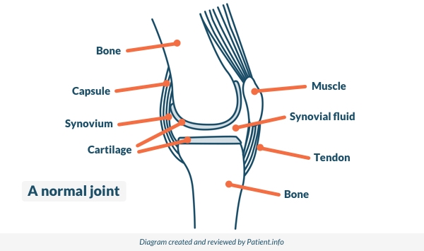 Normal joint to understand juvenile idiopathic arthritis