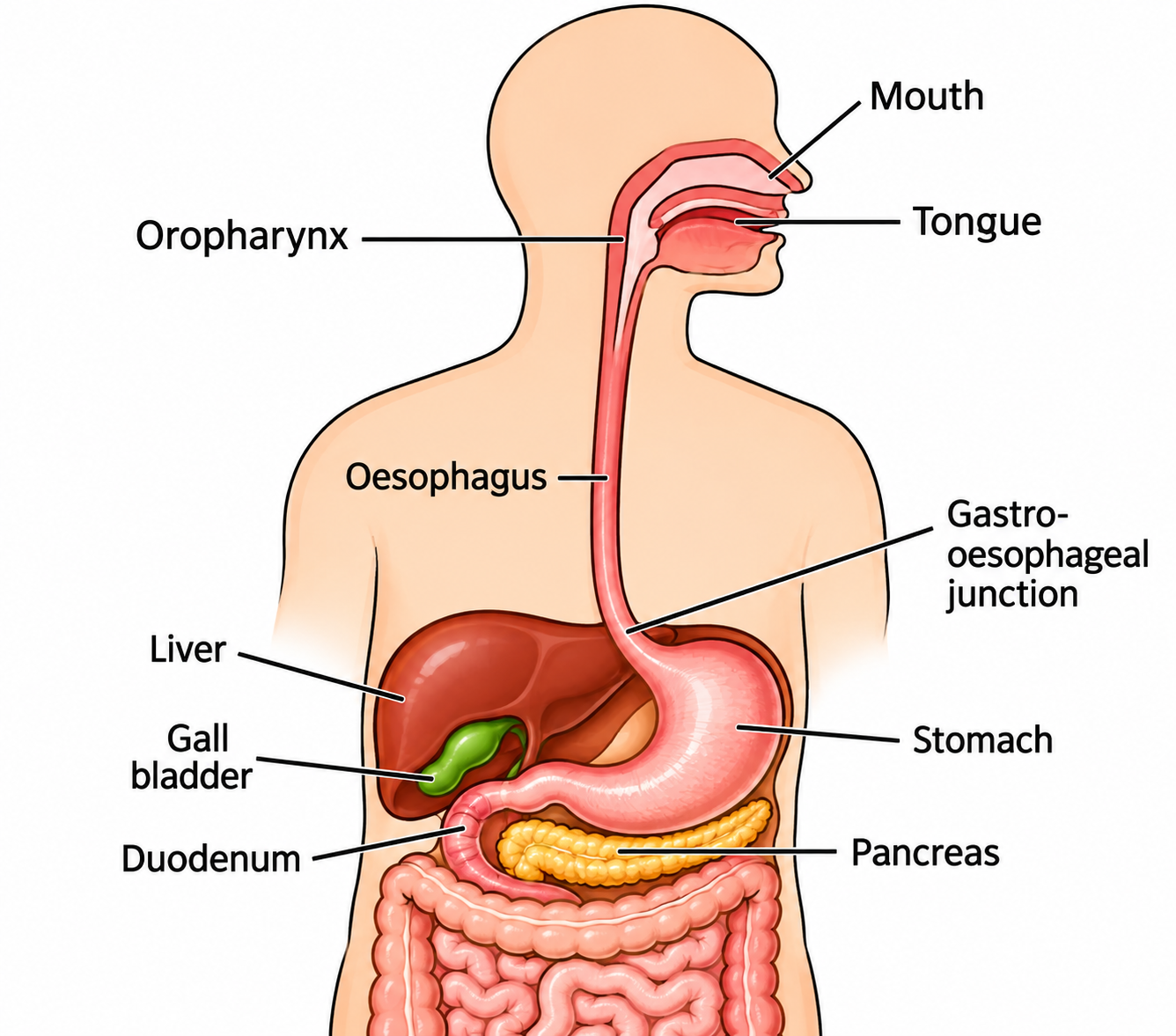The oropharynx and oesophagus