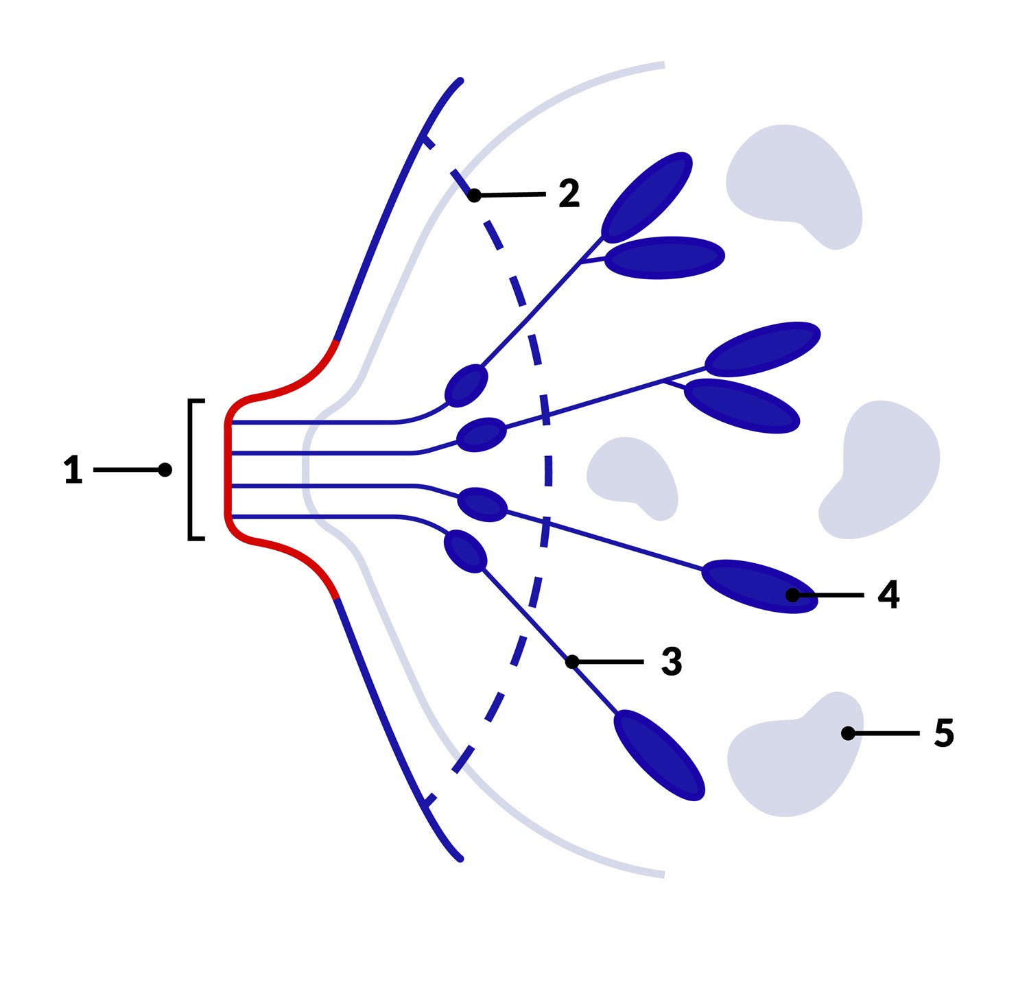 1) nipple 
2) areola 
3) milk duct 
4) lobe 
5) fatty tissue