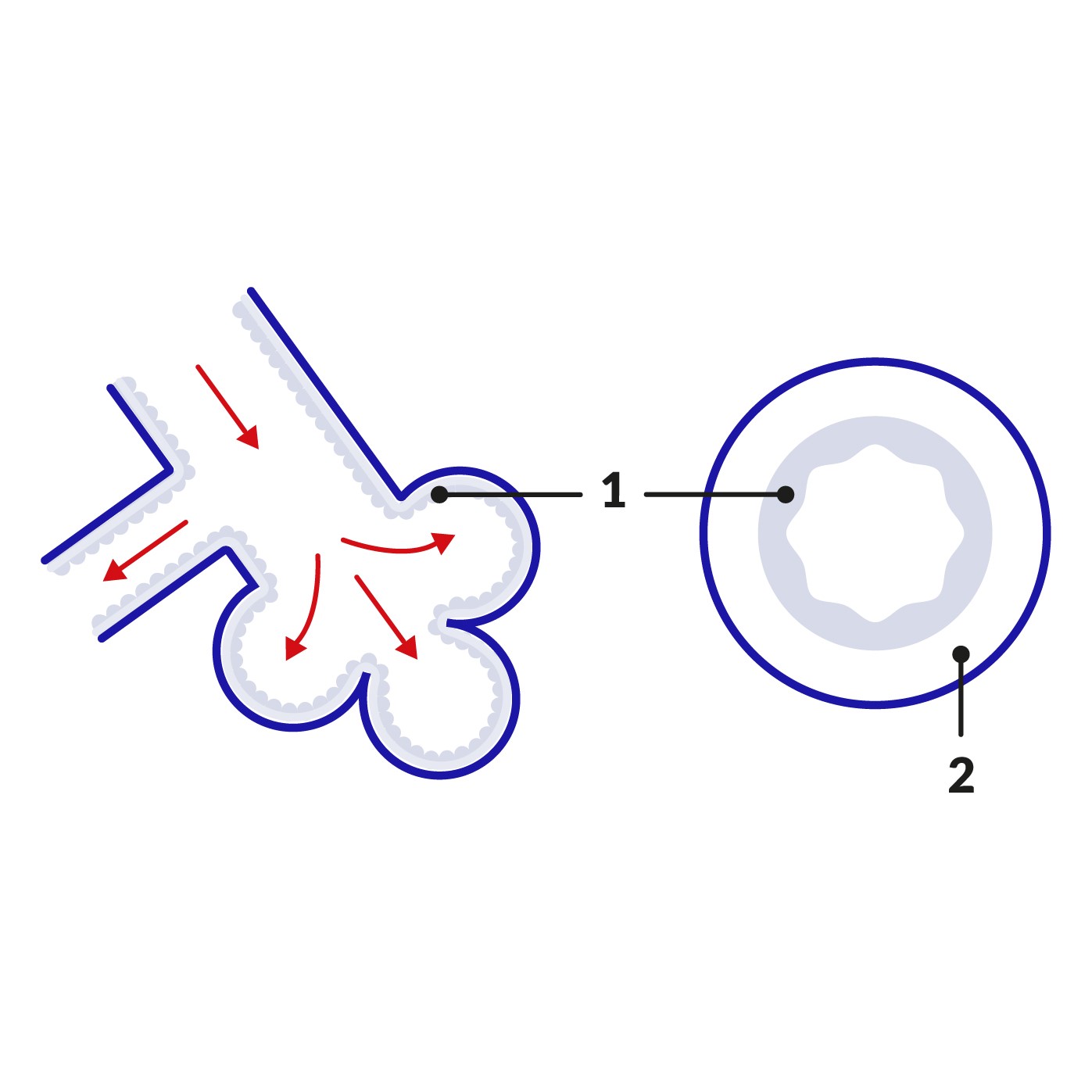 cross-section of normal airway