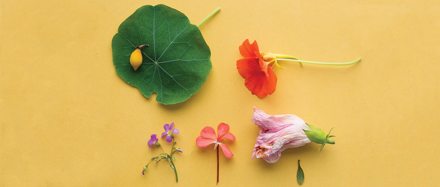 Why do some people suddenly develop hay fever?