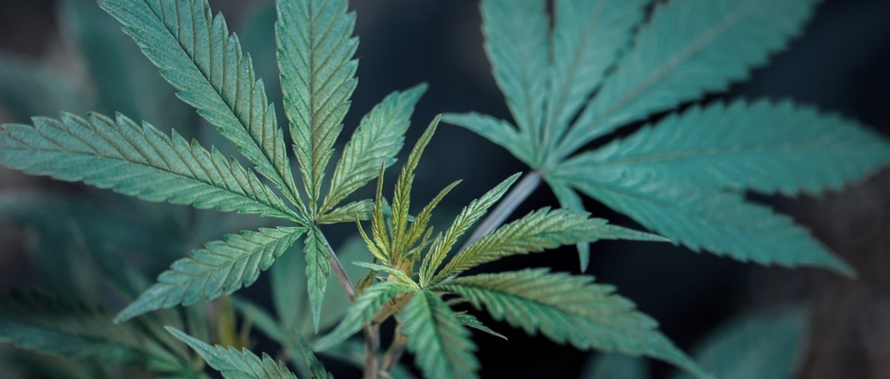 Chemical found in cannabis could be more effective than painkillers