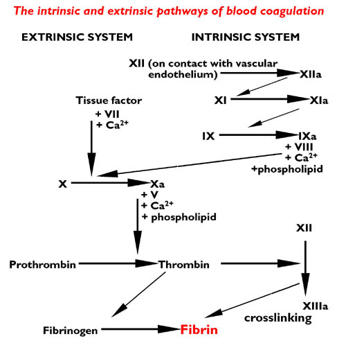 COAGULATION