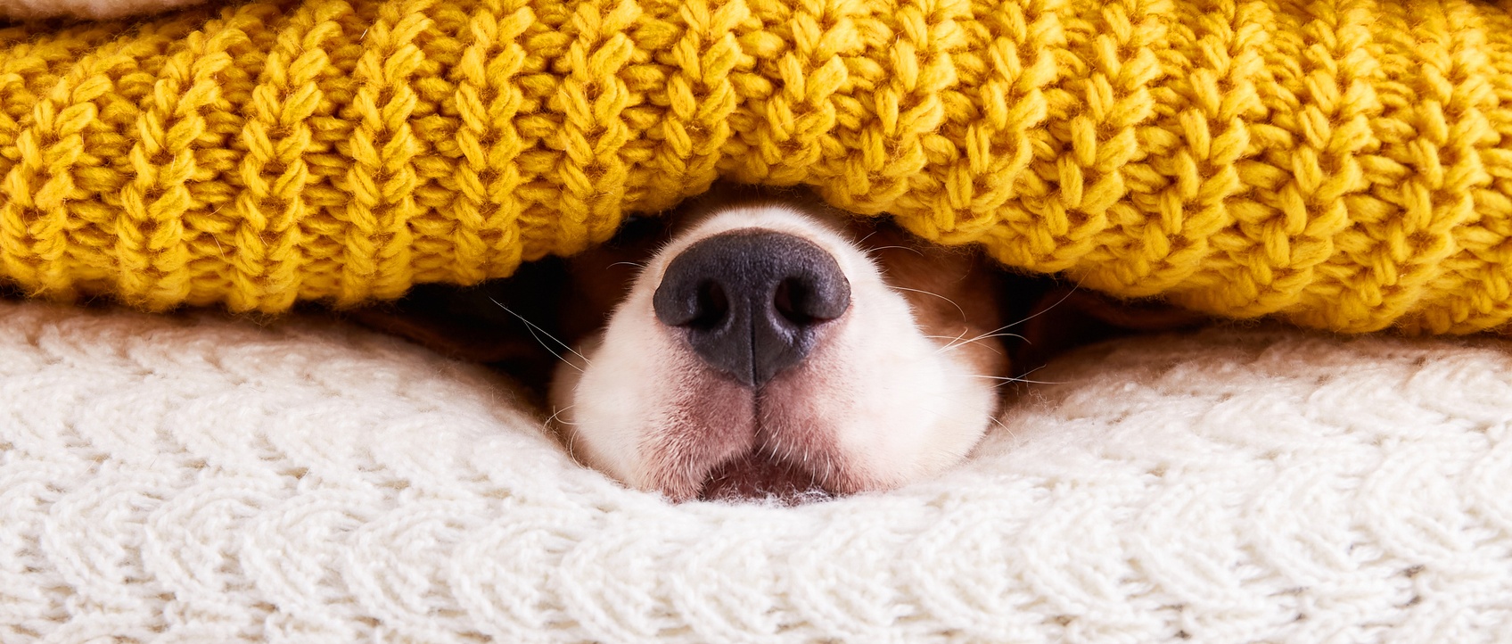 What you need to know about pneumonia