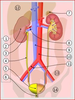 Renal tract