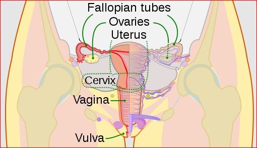 ectopic pregnancy