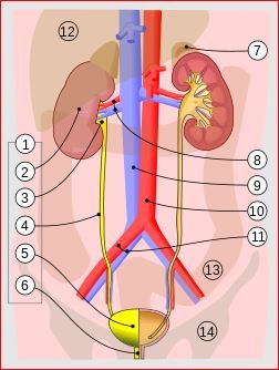 Urinary System