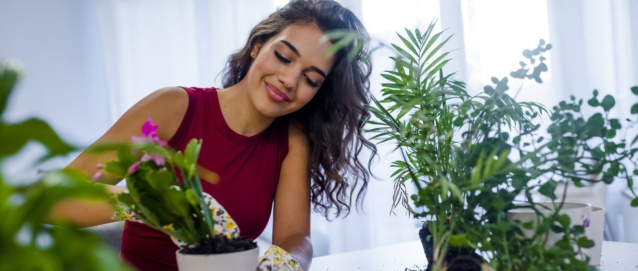 What are the health benefits of houseplants?