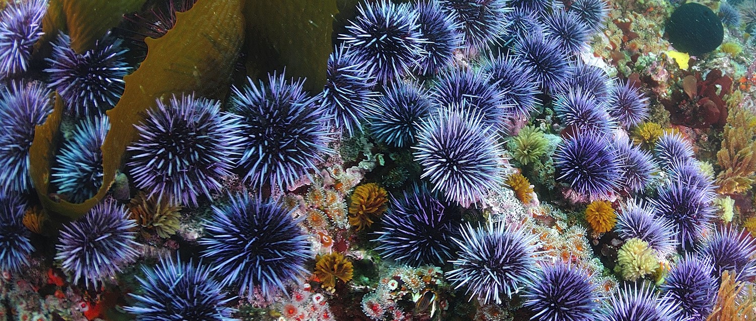 What to do if you're stung by a sea urchin