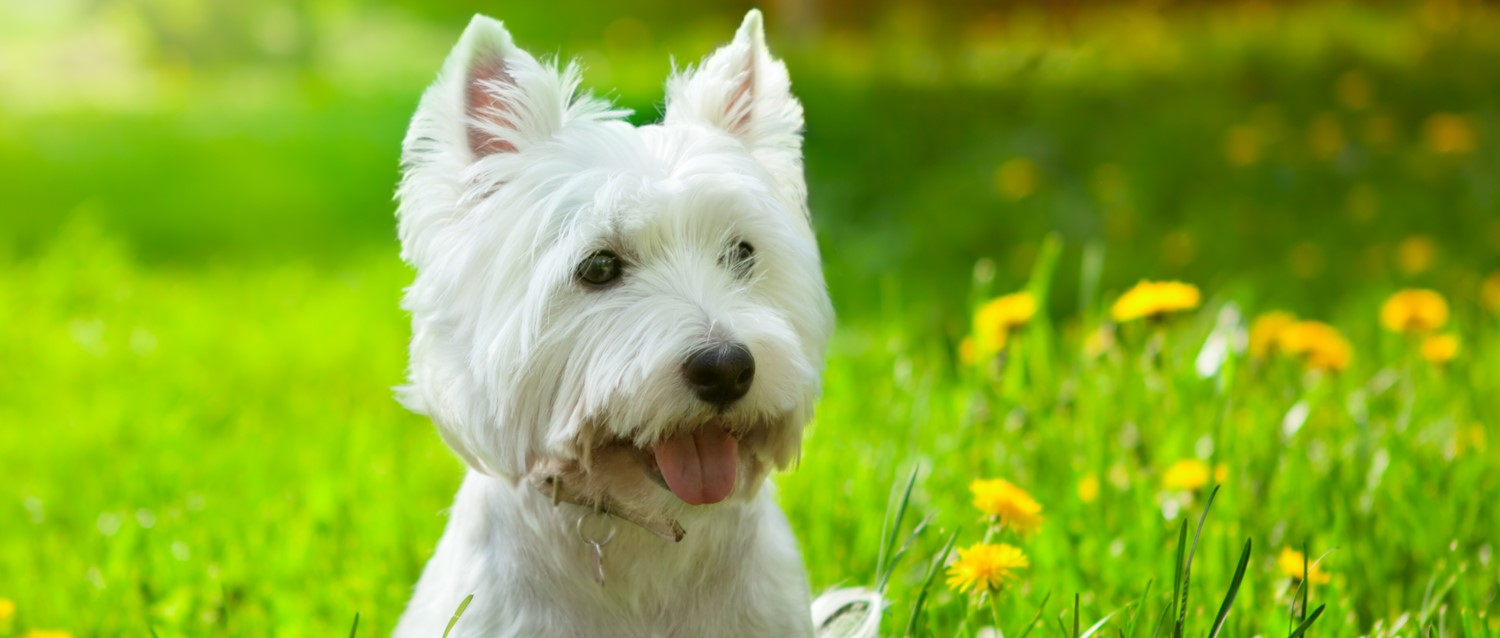 Pourquoi promener votre chien peut améliorer votre santé mentale
