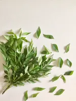 Curry Leaves