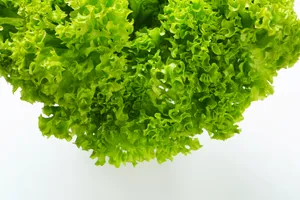 Lollo Bionda Lettuce