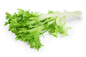 Lettuce Frisee Green