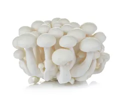Mushroom Shimeji White/Beech White