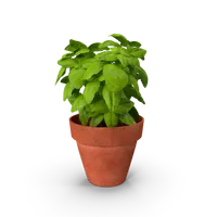Basil Leaves Pot