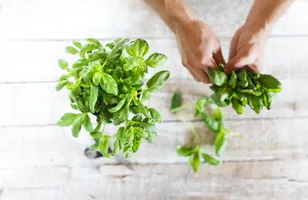 Basil Leaves Loose