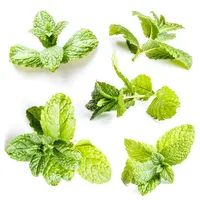 Mint Leaves/Pudina