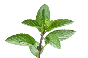 Mint Leaves with Stem