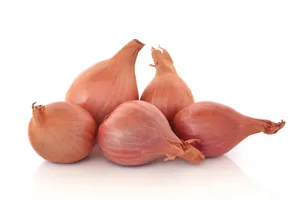 Onion Shallot