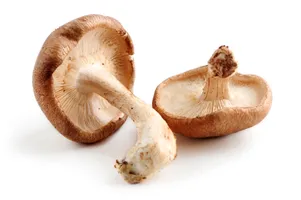 Mushroom Shitake