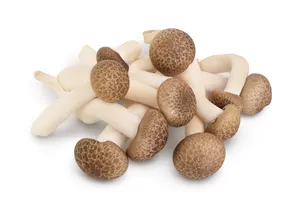 Mushroom Shimeji Brown/Beech Brown