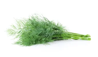 Dill Leaves