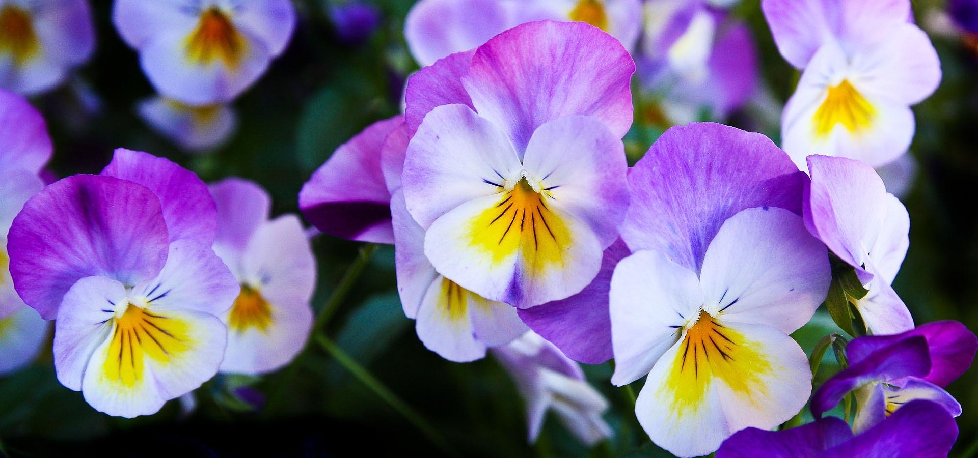 pansies-337140_1920.jpg