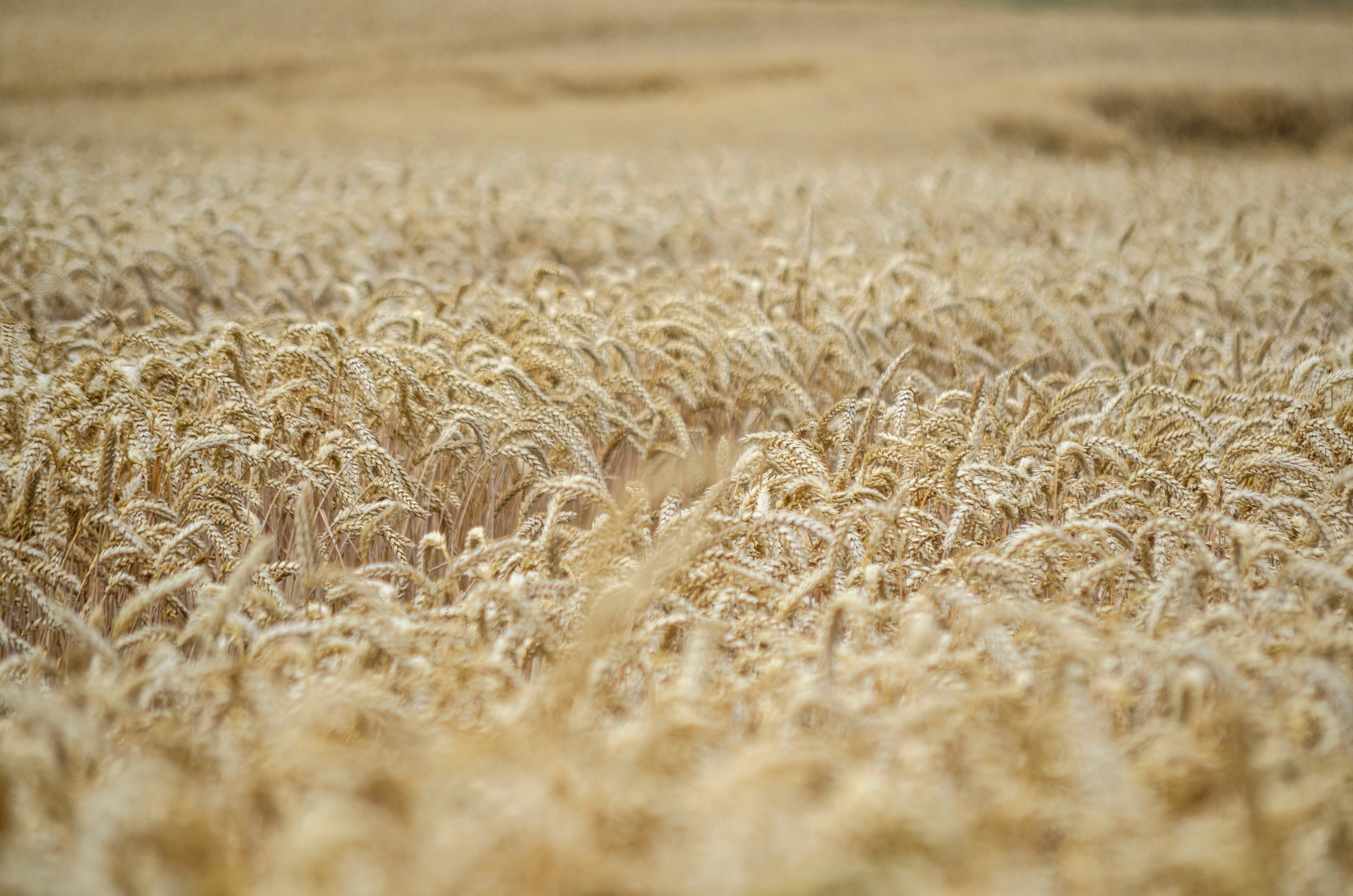 ears-of-corn-7325780.jpg