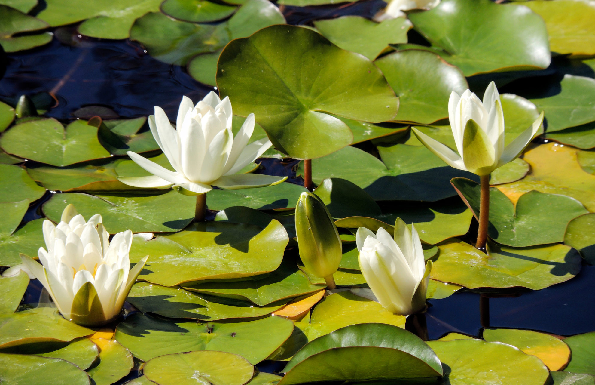 Hyra container i Haninge | Haninges landskapsblomma vitnäkros