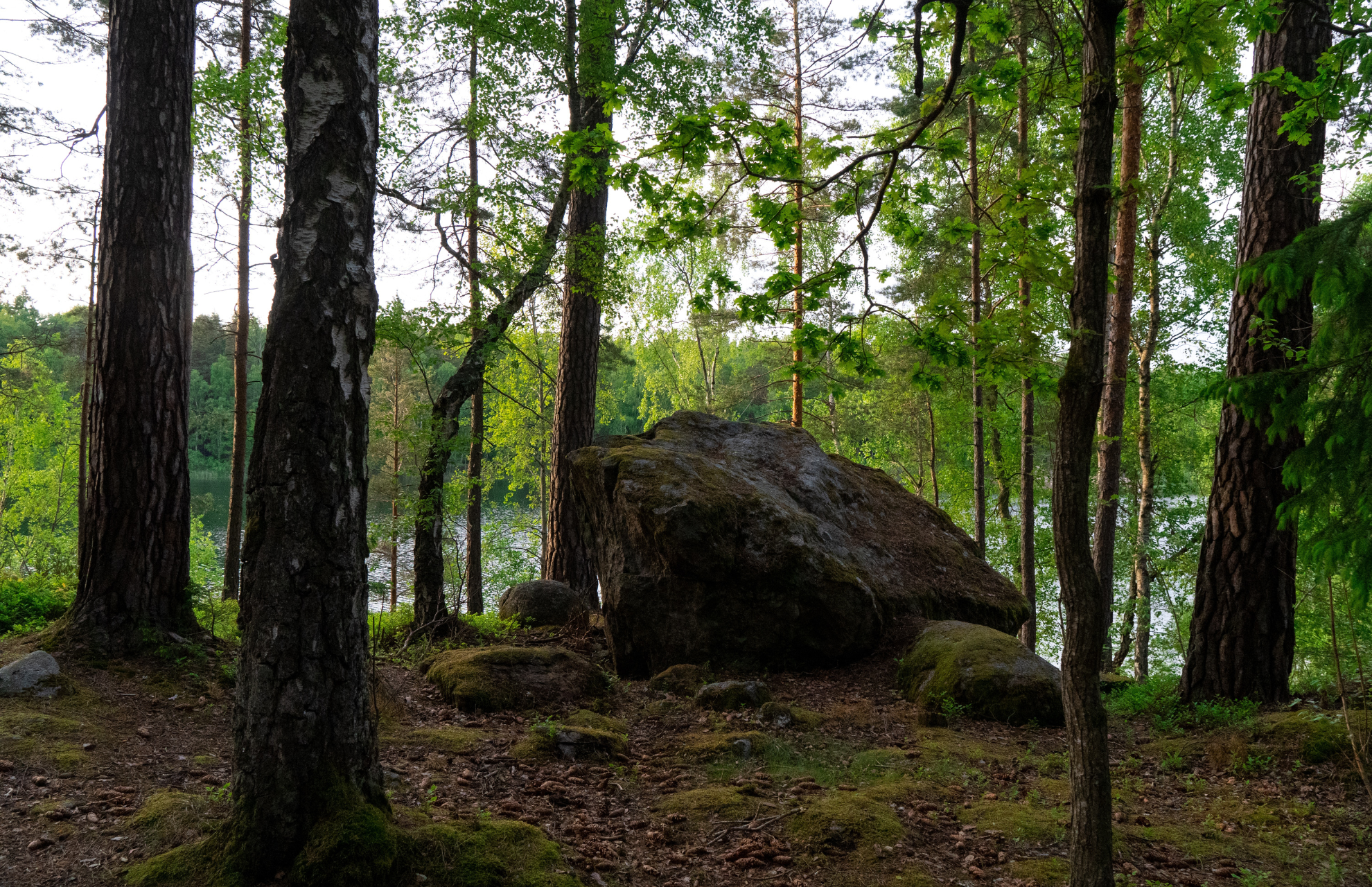 Hyra container Nacka - Bild på skog i Nacka