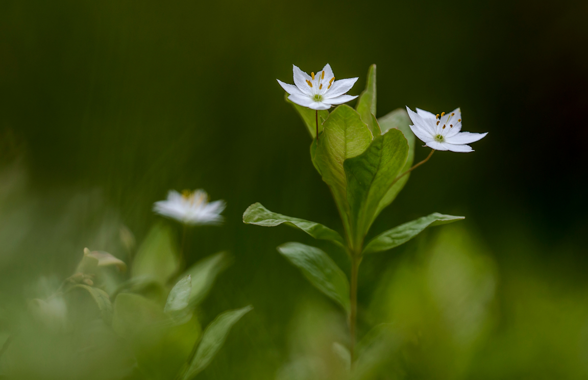 Hyra container Arvika / Bild på Arvika blomma