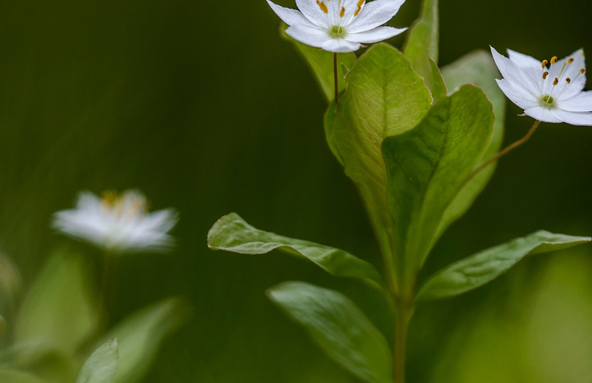 Hyra container Arvika / Bild på Arvika blomma