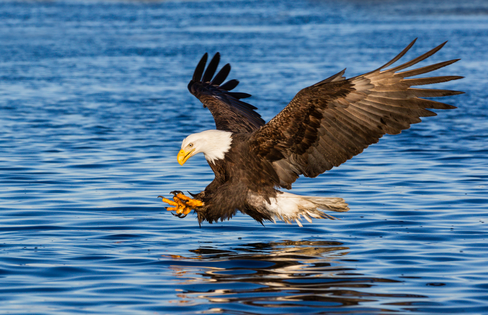 Hyra container i Sigtuna - Bild på havsörn Sigtunas landskapsdjur