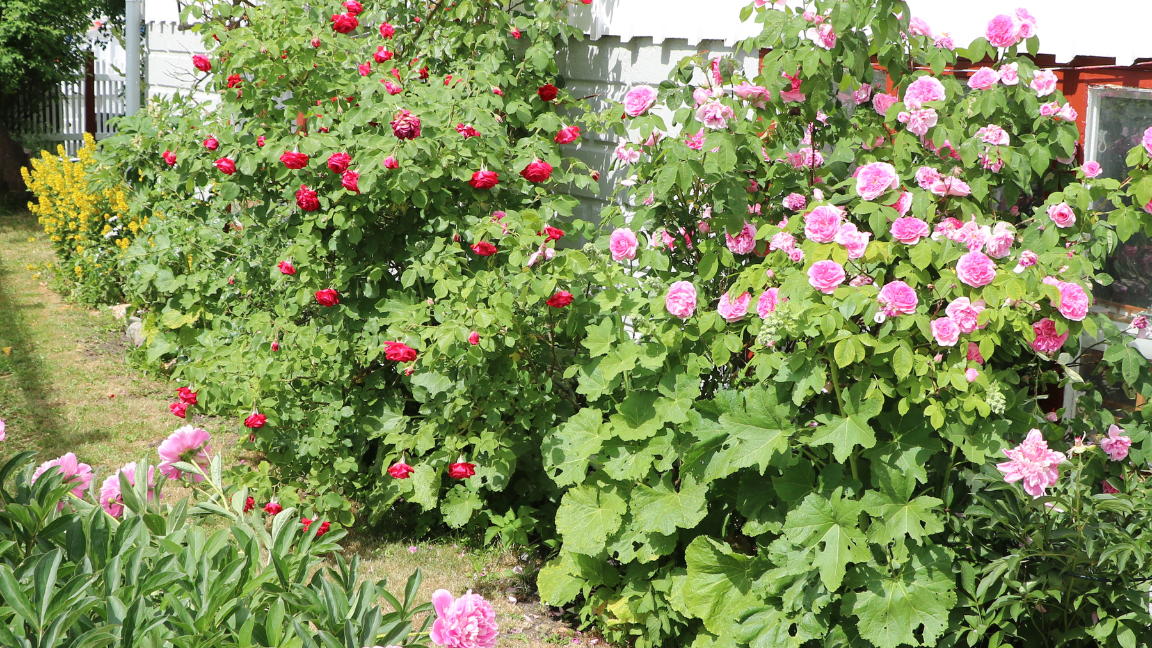 Bortforsling trädgårdsavfall