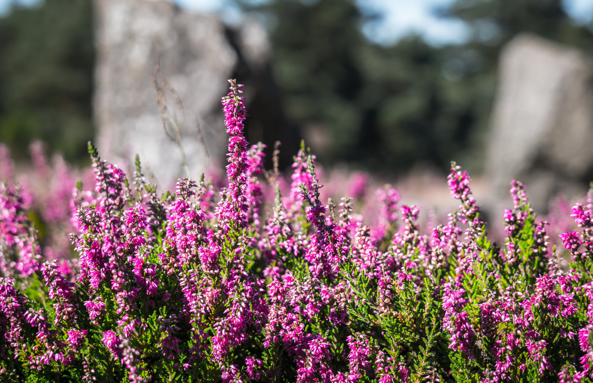 Hyra container Alingsås / Bild på Alingsås blomma