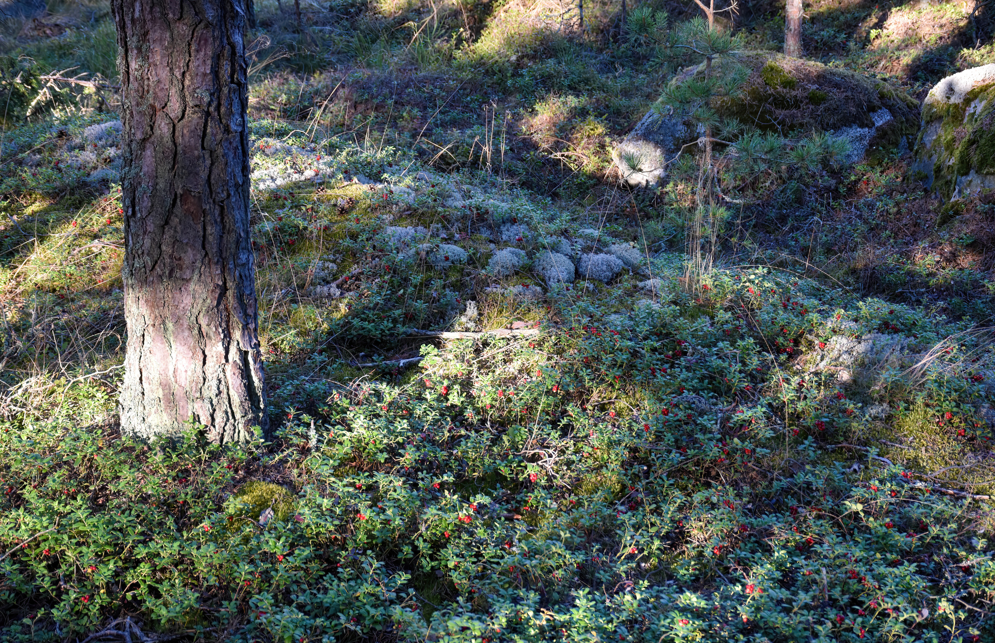 Hyra container i Järfälla - Bild på skog i Järfälla