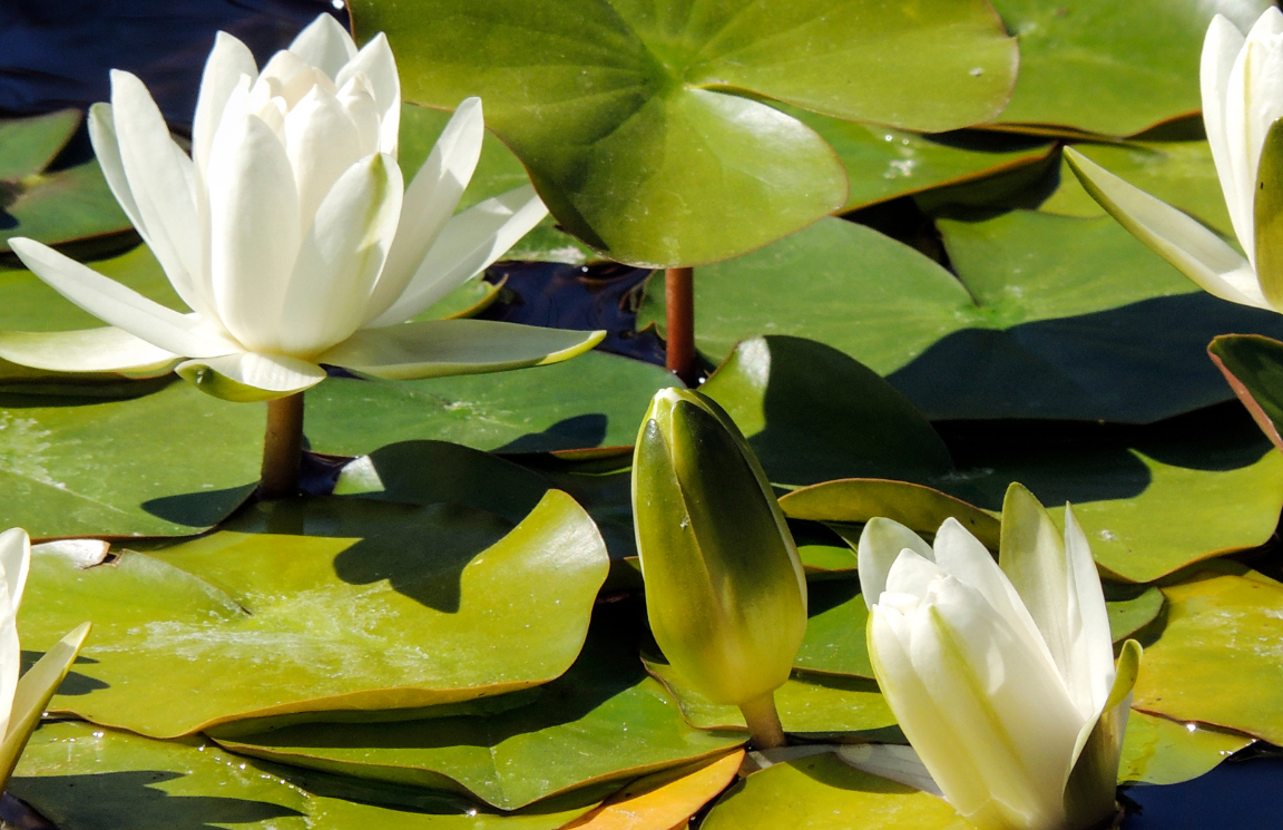 Hyra container i Huddinge - Bild på Huddinge landskapsblomma vit näckros