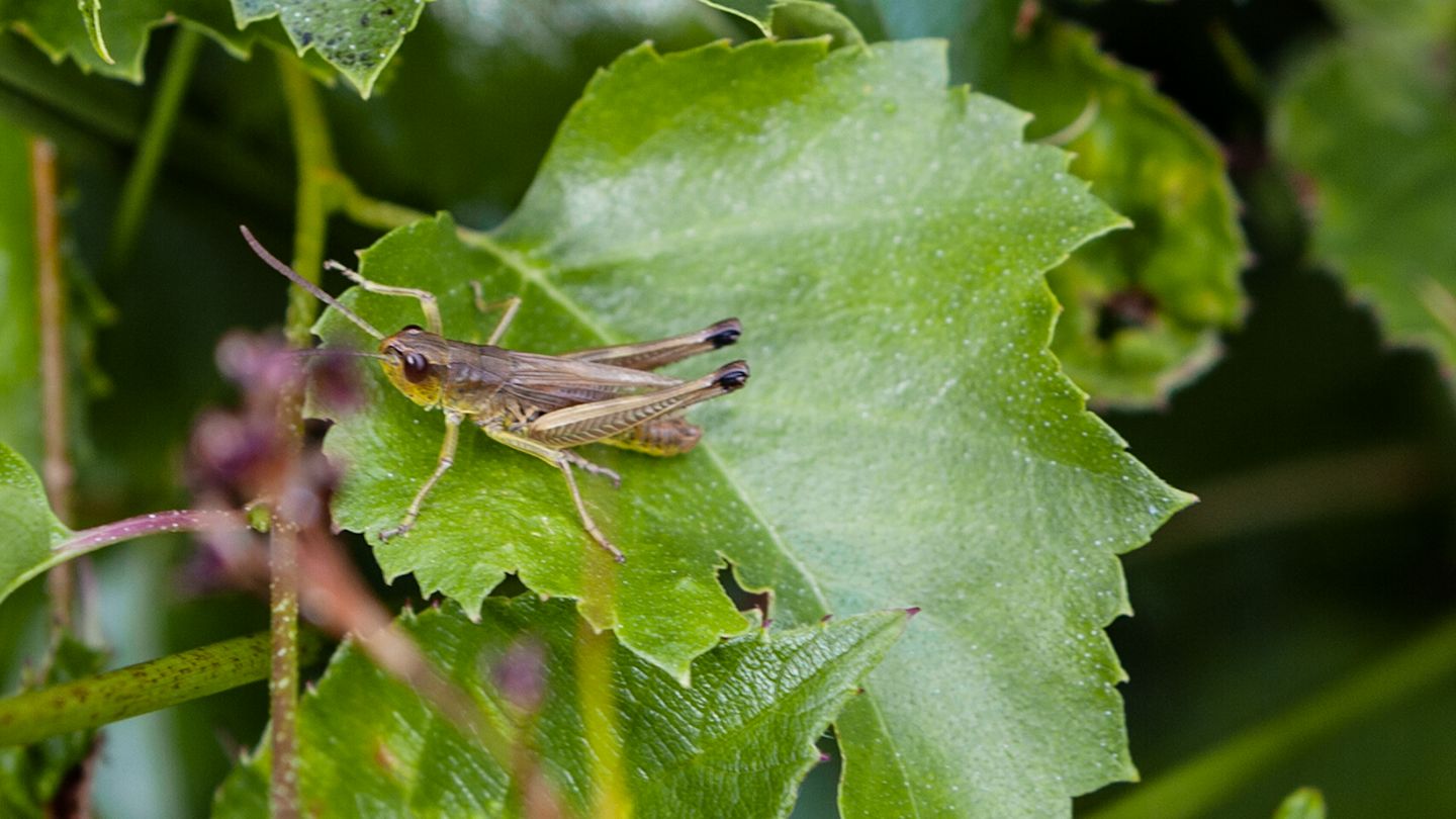 Nahaufnahme Grashüpfer auf Blatt, Indikator für artenreiche Offenlandflächen.