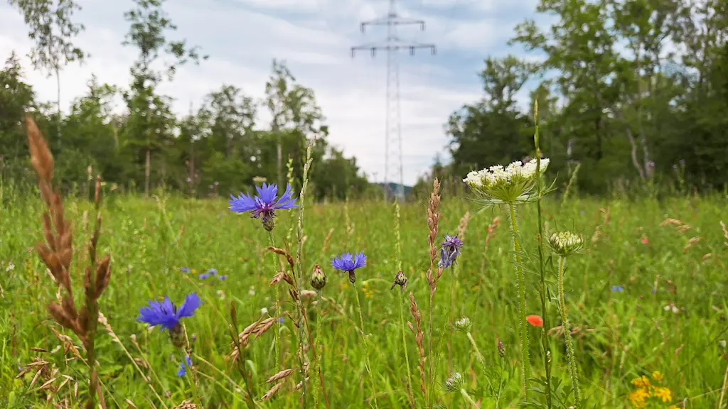 Blühwiese mit Wildblumen, Ergebnis einer ökologischen Umwandlung durch ökologisches Trassenmanagement.