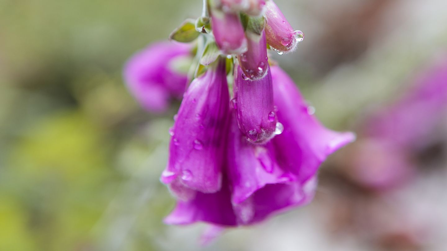 Nahaufnahme Roter Fingerhutblüten mit Tautropfen, Symbol für die Artenvielfalt auf ökologisch gepflegten Flächen-