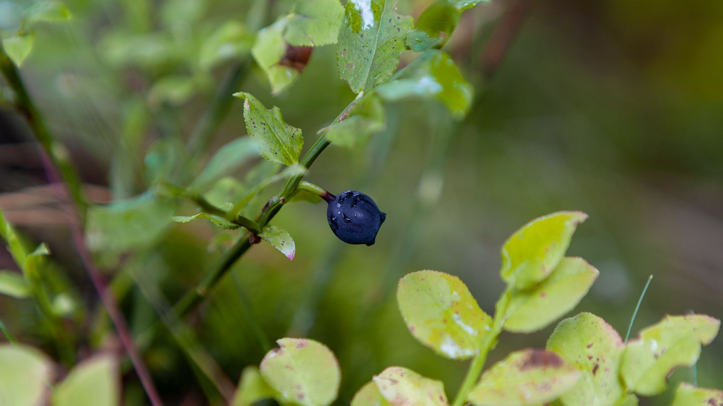 Nahaufnahme Blaubeerstrauch mit Früchten, Beispiel für Pionierpflanzen im Ökosystem.