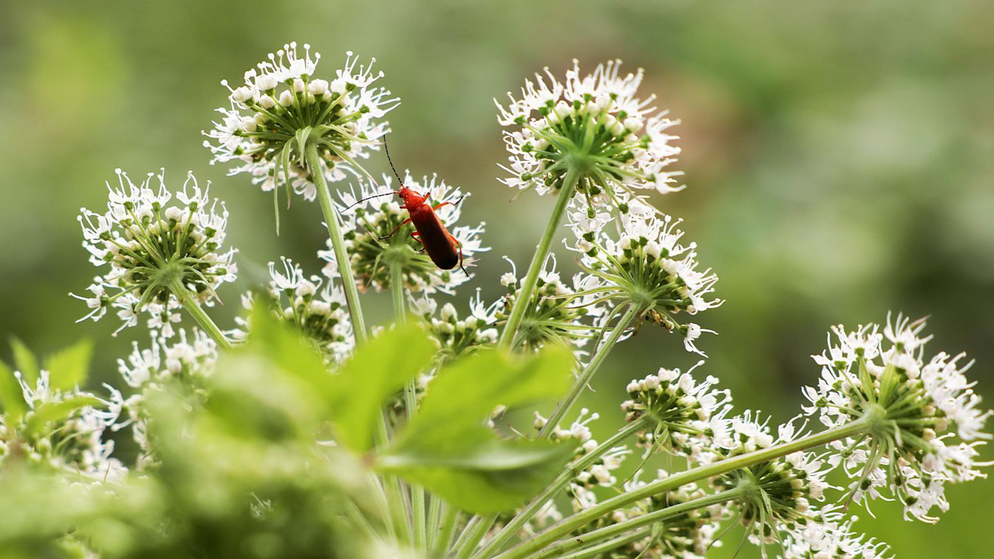 Nahaufnahme weiße Doldenblüten der Engelwurz mit Insekt, das Nektar sammelt.