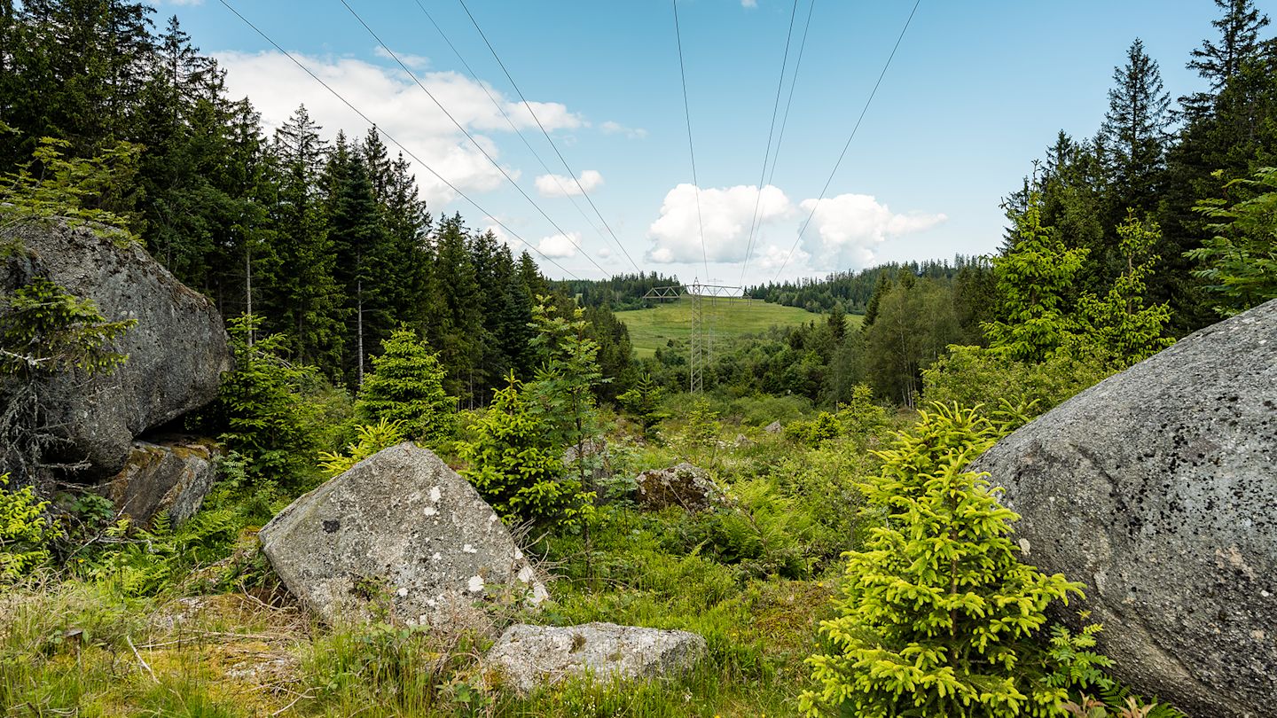 Ökologisch gepflegte Stromtrasse; Begleitbild zum Dialogforum Energiewende und Naturschutz.