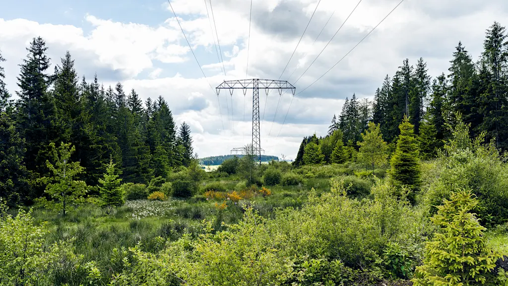 Waldabschnitt mit Stromtrasse, Darstellung einer selektiven Gehölzentnahme zur Leitungssicherung.