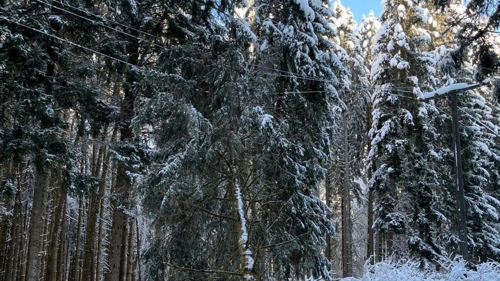 Zahlreiche Bäume fielen – wie hier in Schwandorf bei Neuhausen ob Eck – aufgrund der Schneelast in Freileitungen und lösten am Wochenende Stromausfälle aus. (Bild: Netze BW)