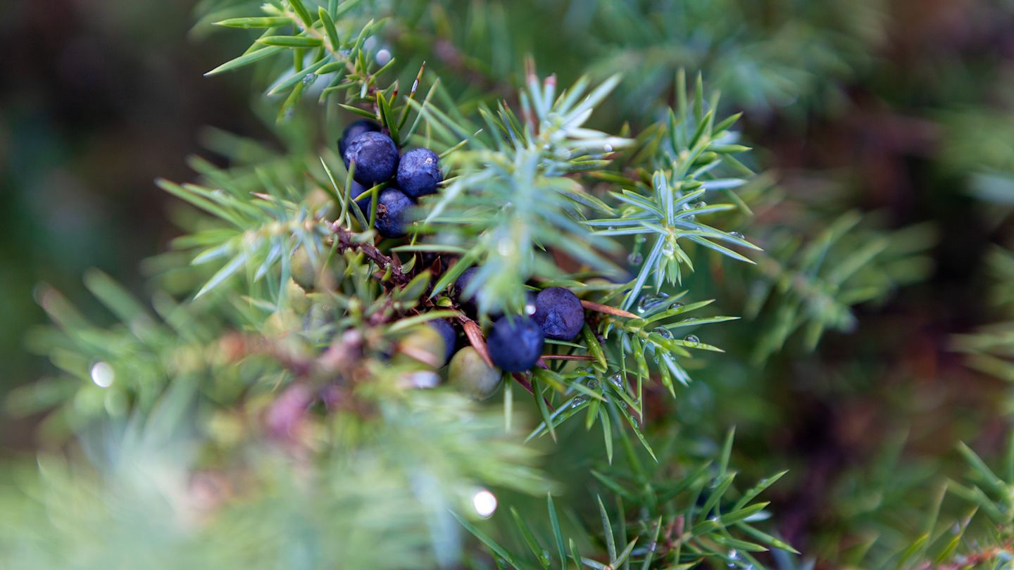 Nahaufnahme Wacholderstrauch mit Nadeln und Beeren, Beispiel für Lebensraumvielfalt entlang von Stromtrassen.