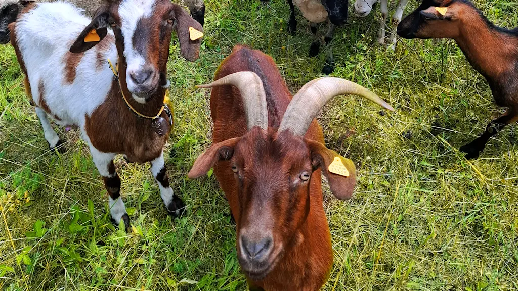 Ziegen grasen auf einer Trassenfläche, Beispiel für ökologische Offenhaltung durch Weidetiere.