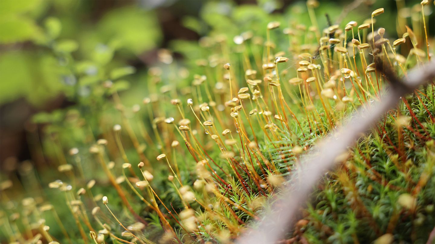 Nahaufnahme moosbedeckter Waldboden, Beispiel für feuchte Mikrohabitate unter Stromtrassen.
