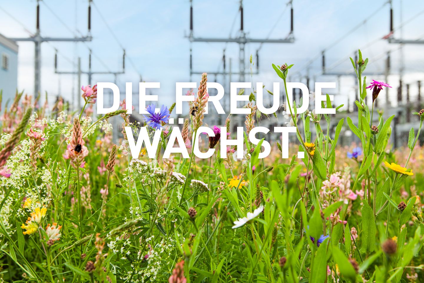 Blumenwiese mit weißem Text in der Mitte auf dem steht "DIE FREUDE WÄCHST".
