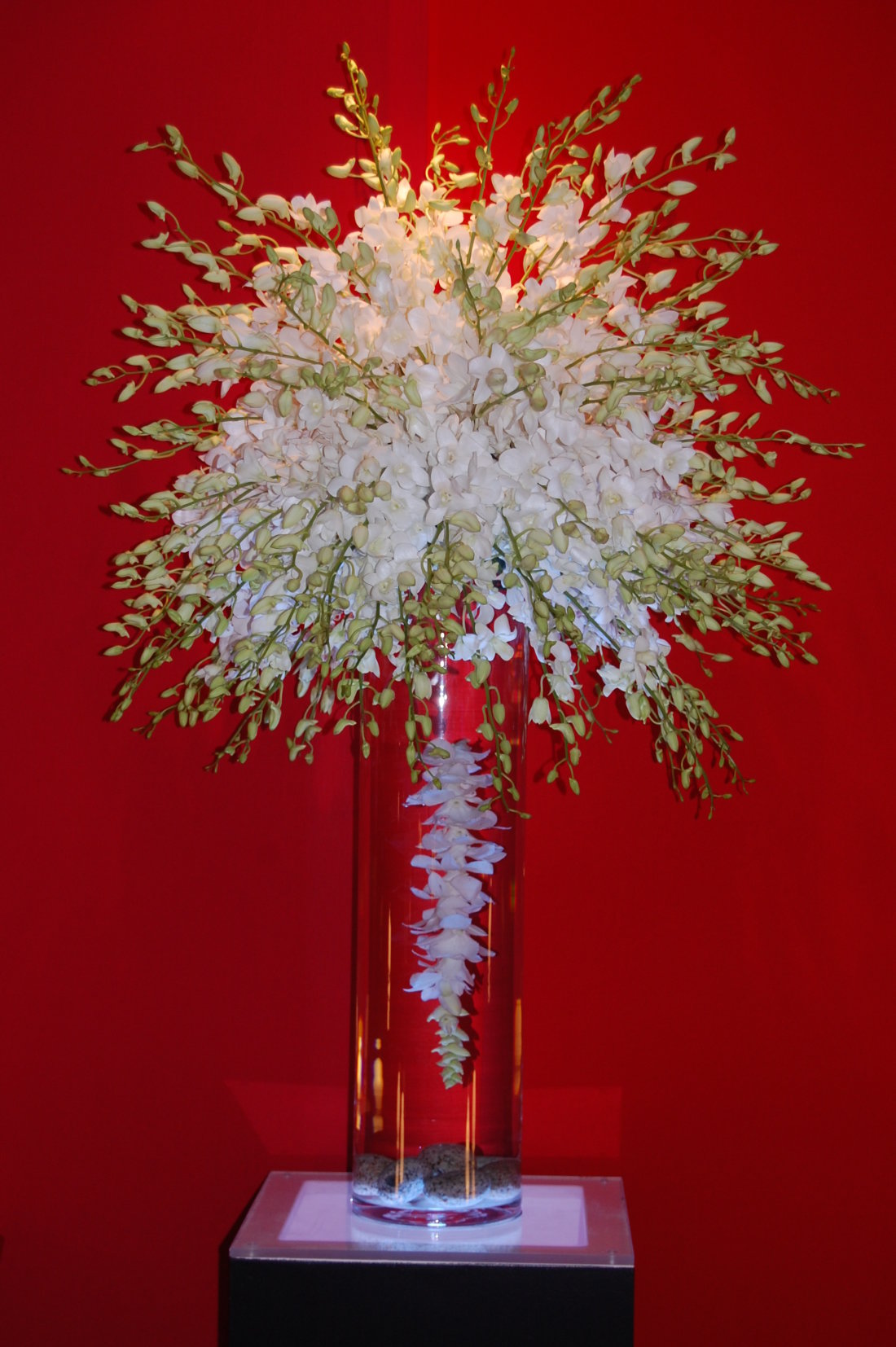 white-orchids-plinth-display